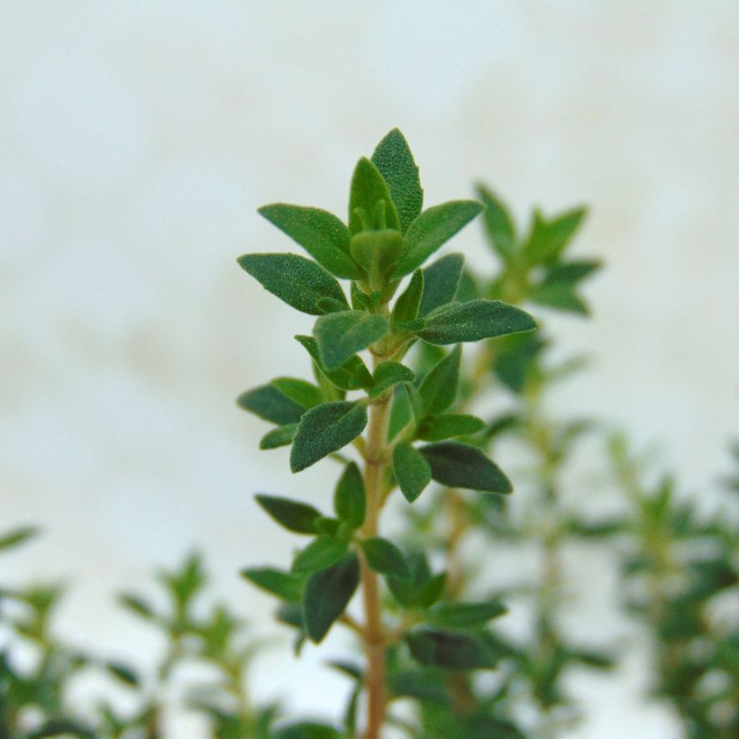 Thymus mastichina - Timo (Foliage)