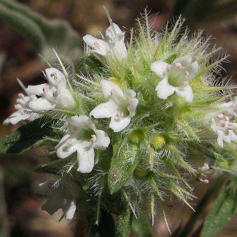 Thymus mastichina - Timo (Flowering)
