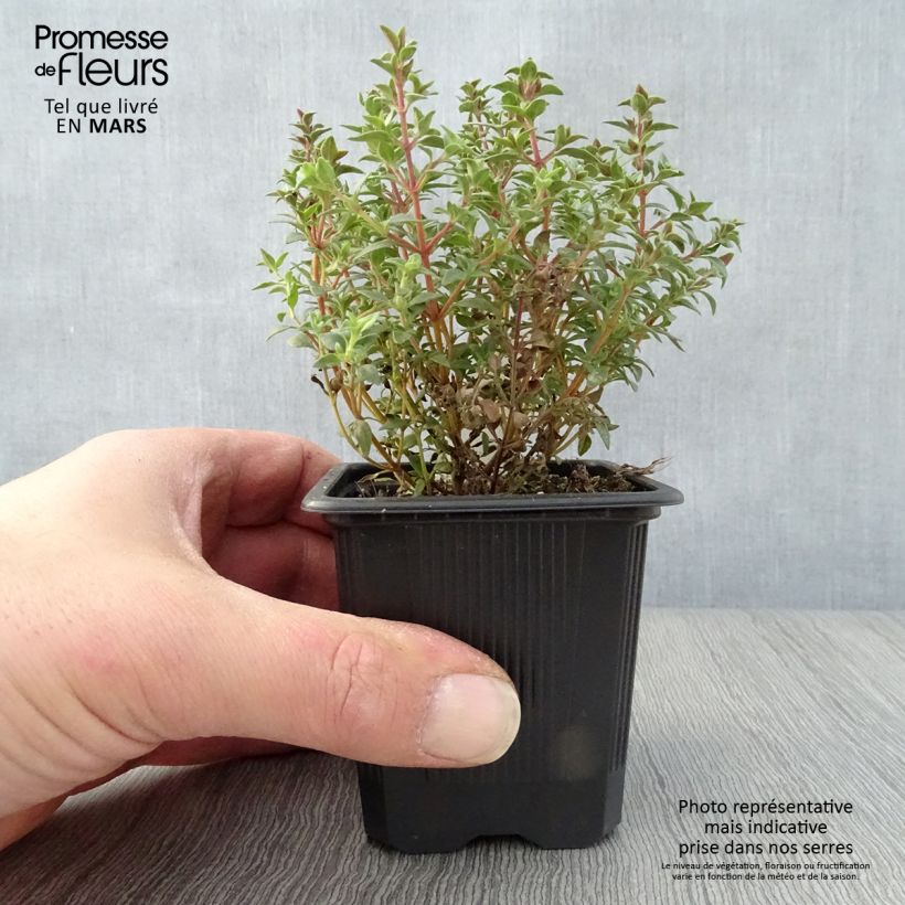 Example of Thymus mastichina - Timo Vasetto da 8/9 cm as you get in printemps