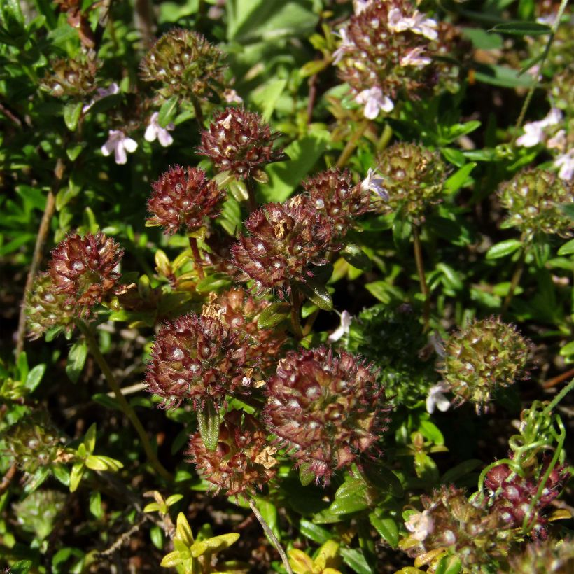 Thymus nitens - Timo (Flowering)