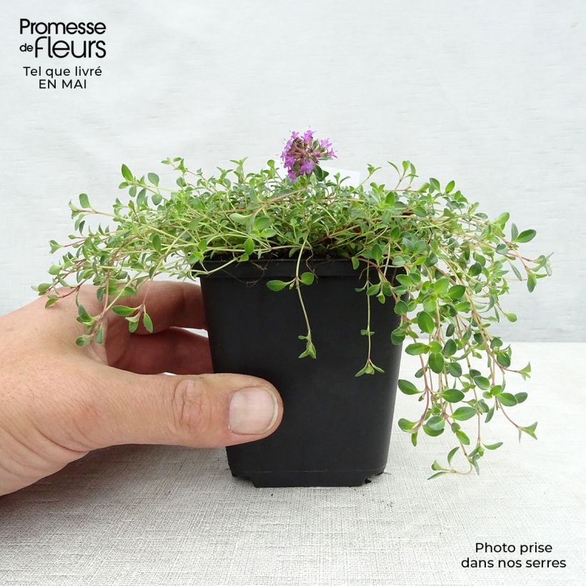 Thymus praecox Coccineus - Timo precoce Vasetto da 8/9 cm esemplare consegnato in primavera