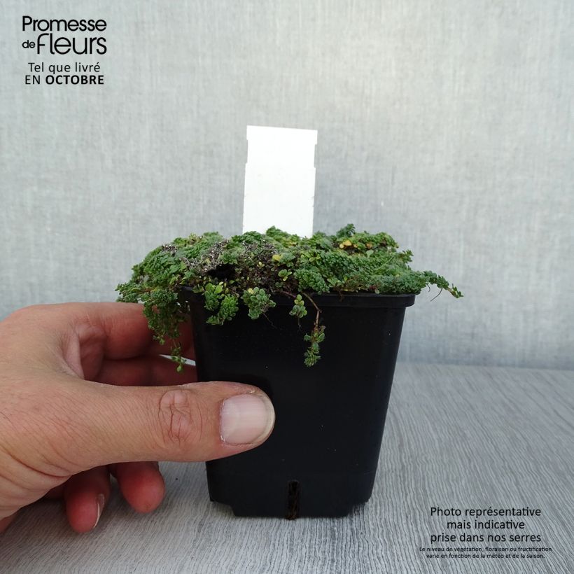 Esemplare di Thymus praecox Minor - Timo precoce Vasetto da 8/9 cm come consegnato in autunno