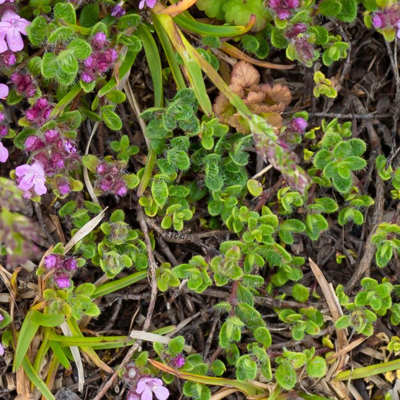 Thymus praecox Minor - Timo precoce (Fogliame)
