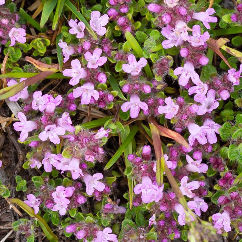 Thymus praecox Minor - Timo precoce (Fioritura)