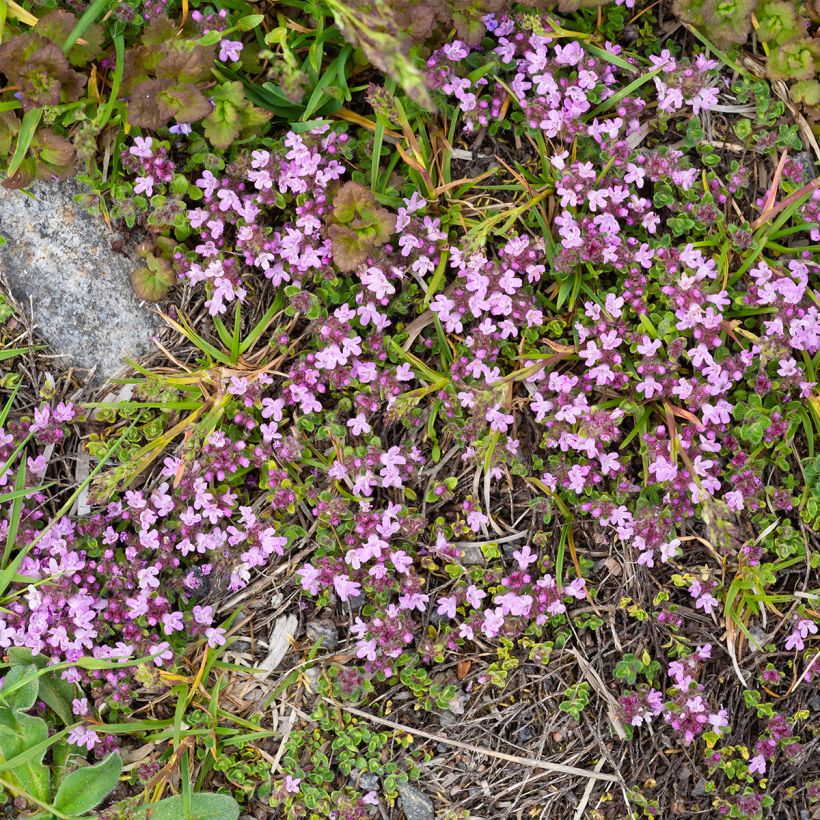 Thymus praecox Minor - Timo precoce (Porto)