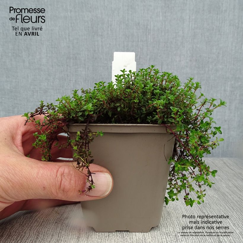 Example of Thymus praecox Red Carpet - Timo precoce Vasetto da 8/9 cm as you get in printemps