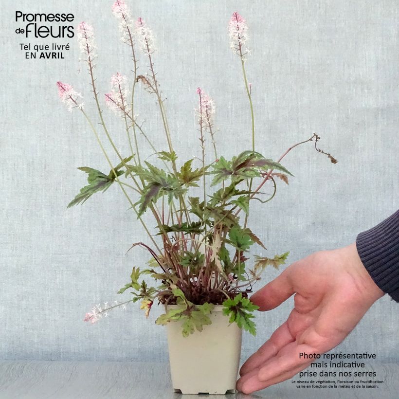 Tiarella Angel Wings Vasetto da 8/9 cm esemplare consegnato in primavera