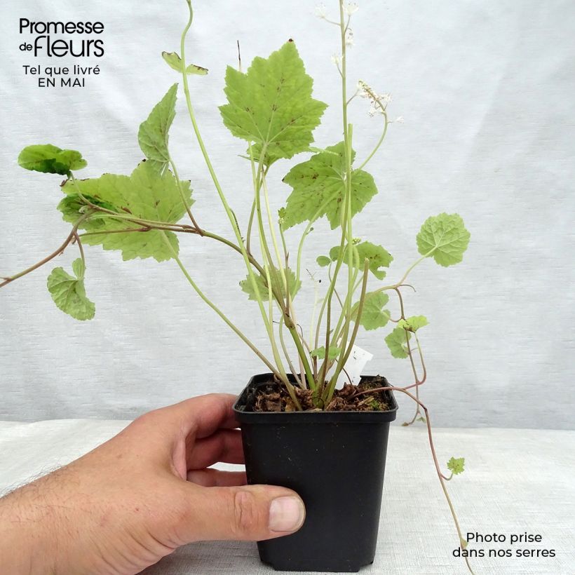 Example of Tiarella cordifolia Appalachian Trail Vasetto da 8/9 cm as you get in printemps