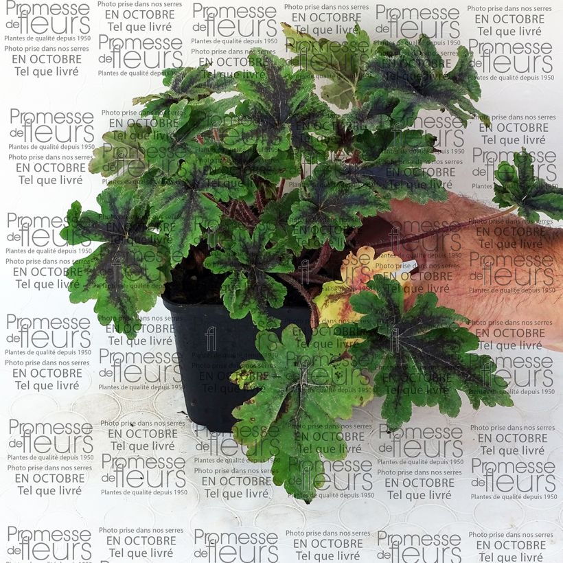 Esempio di esemplare Tiarella Crow Feather Vasetto da 8/9 cm come consegnato