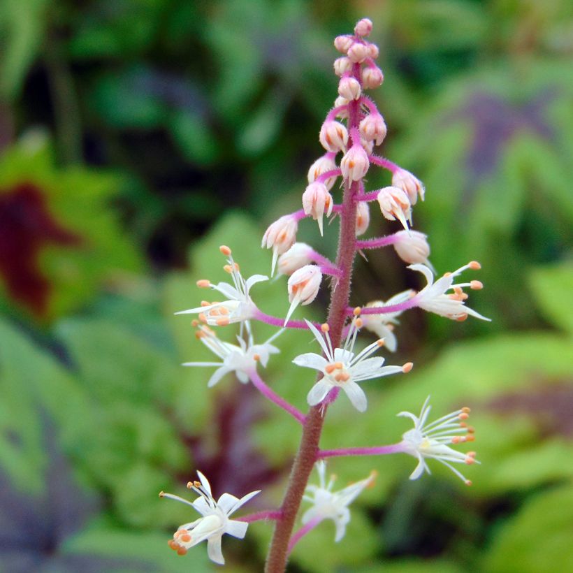 Tiarella Sugar and Spice (Flowering)