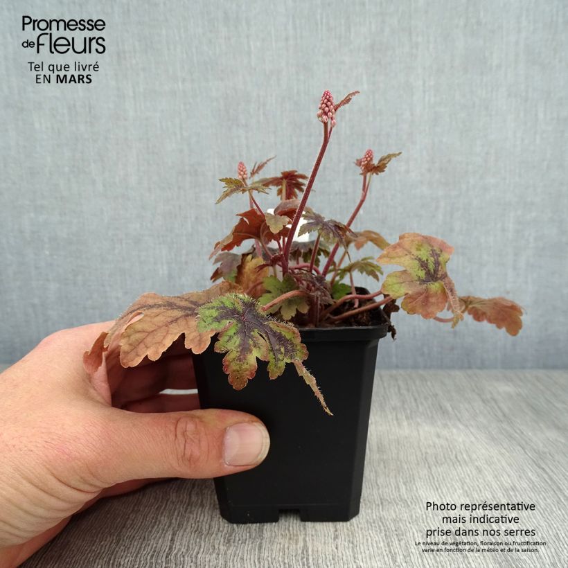 Example of Tiarella Sugar and Spice Vasetto da 8/9 cm as you get in printemps