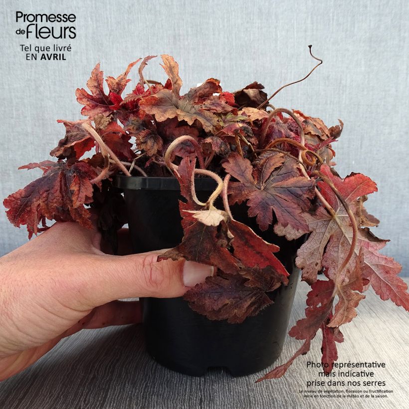 Example of Tiarella Sugar and Spice Vaso da 2L/3L as you get in printemps