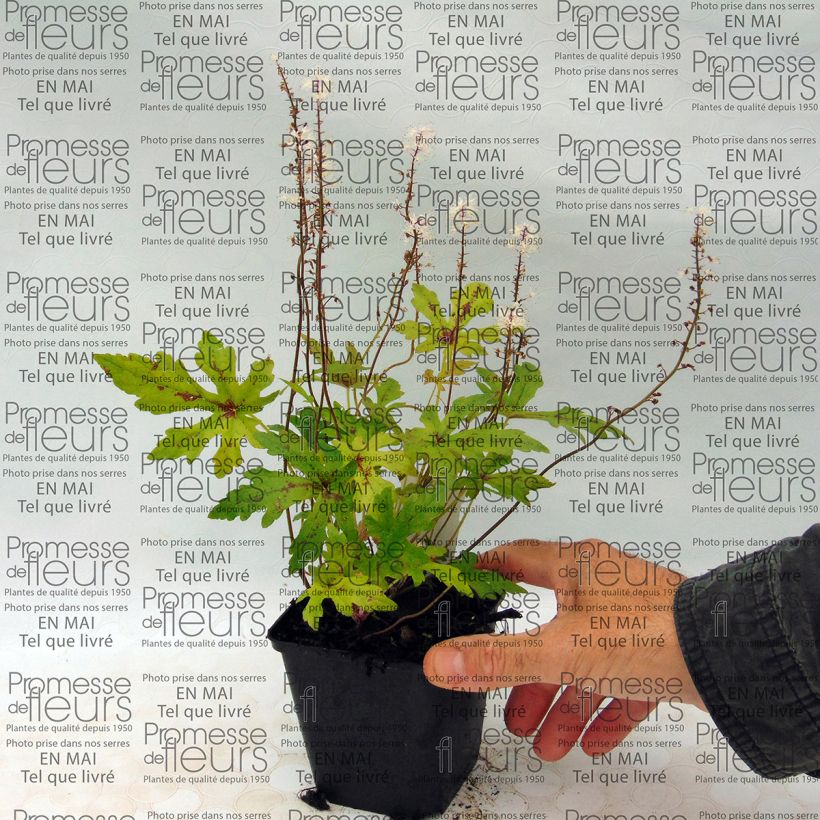 Esempio di esemplare Tiarella Arpeggio Vasetto da 8/9 cm come consegnato