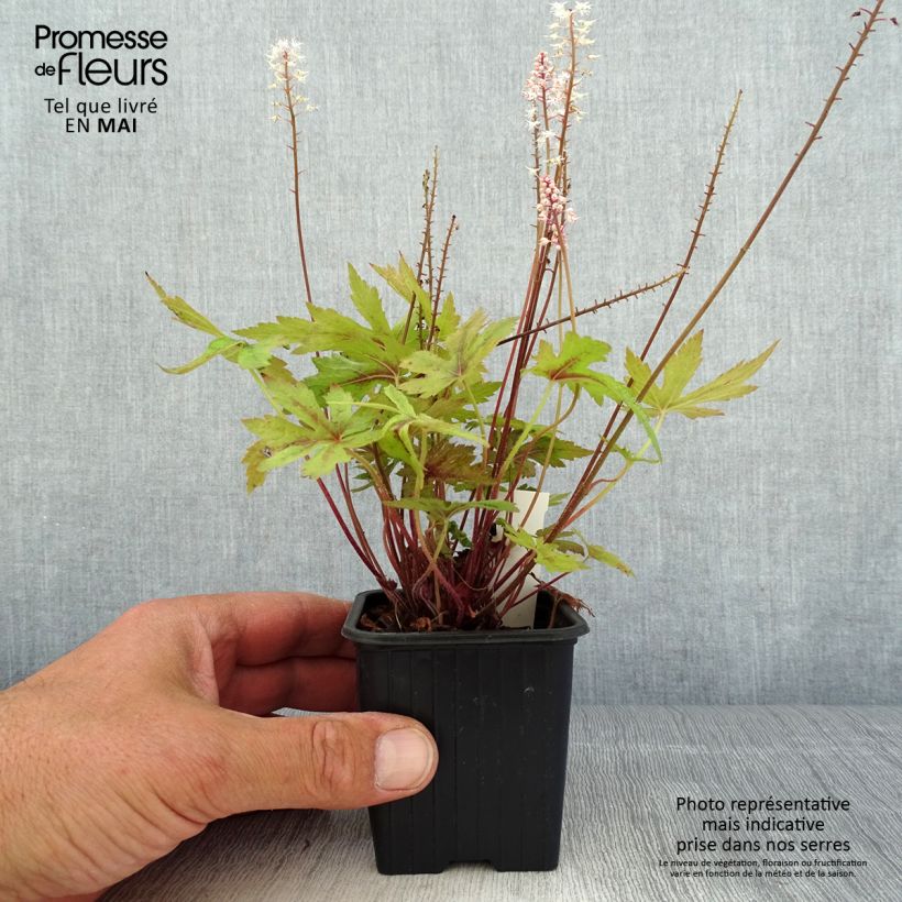 Tiarella Morning Star Vasetto da 8/9 cm esemplare consegnato in primavera