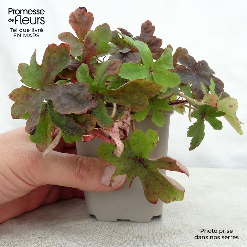 Tiarella Spring Symphony Vasetto da 8/9 cm esemplare consegnato in primavera