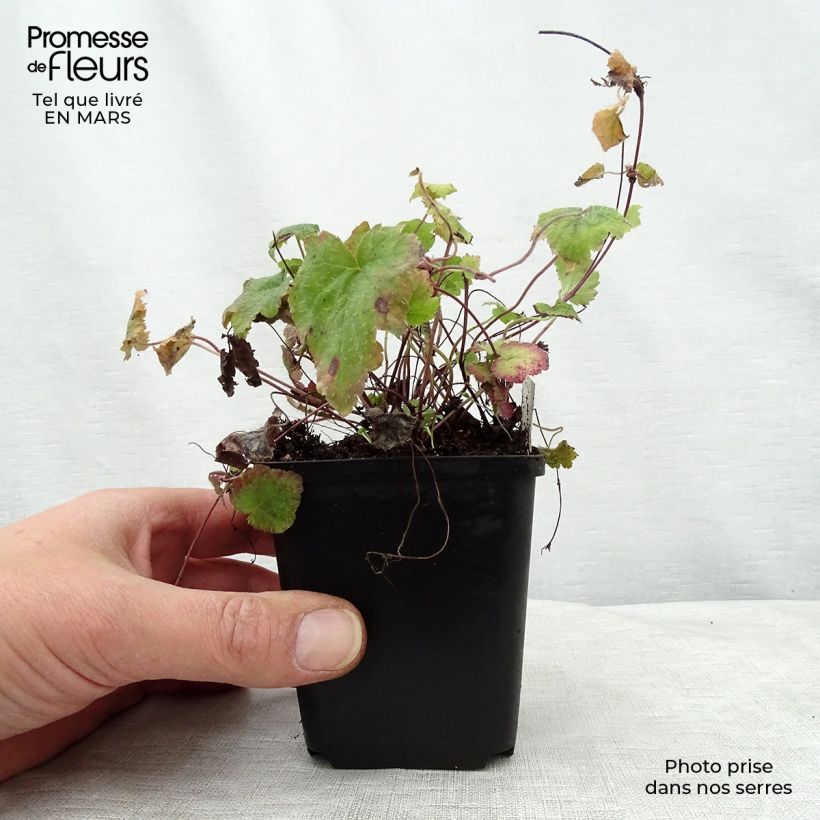 Tiarella cordifolia Moorgrun Vasetto da 8/9 cm esemplare consegnato in primavera