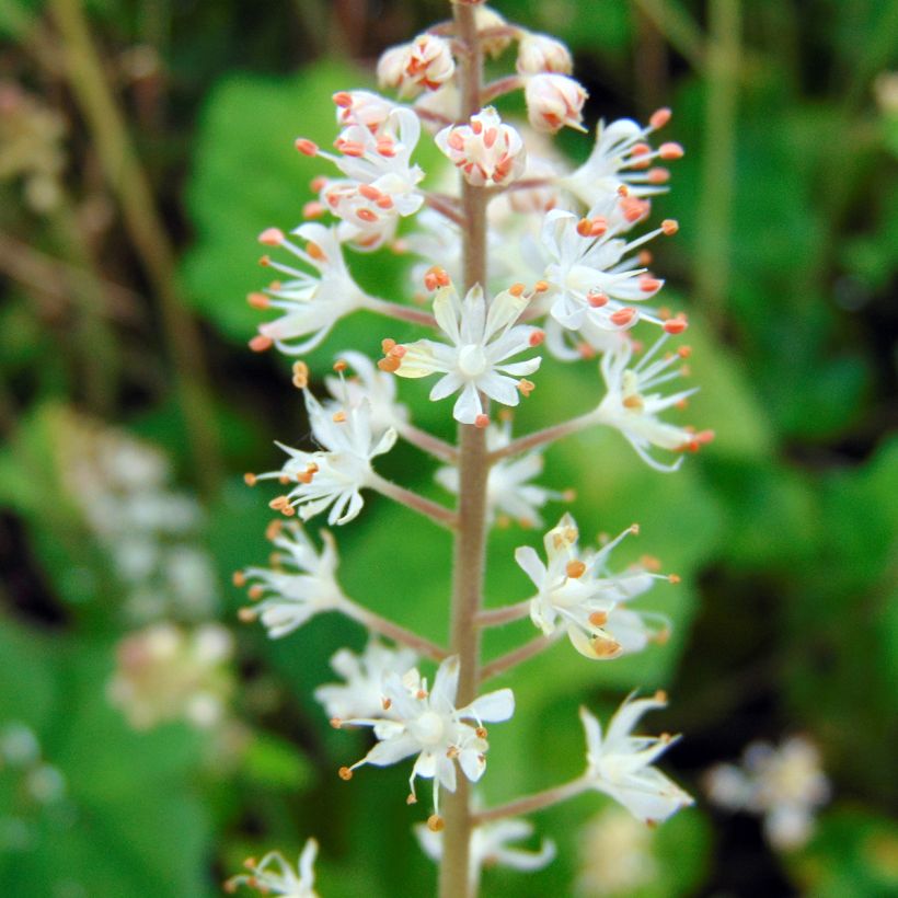 Tiarella wherryi (Flowering)