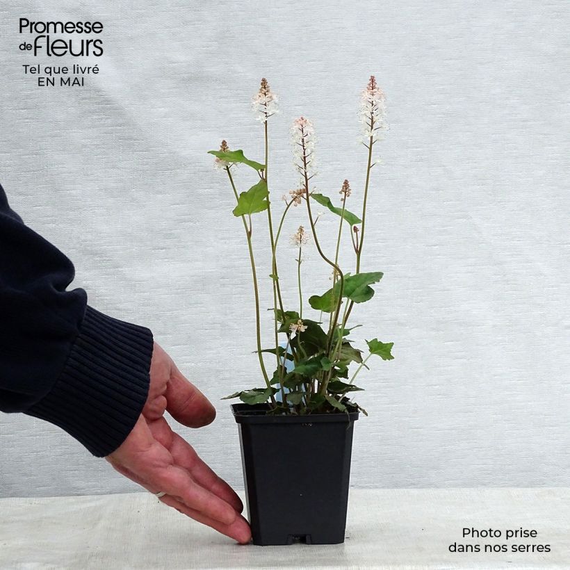 Example of Tiarella wherryi Vasetto da 8/9 cm as you get in printemps