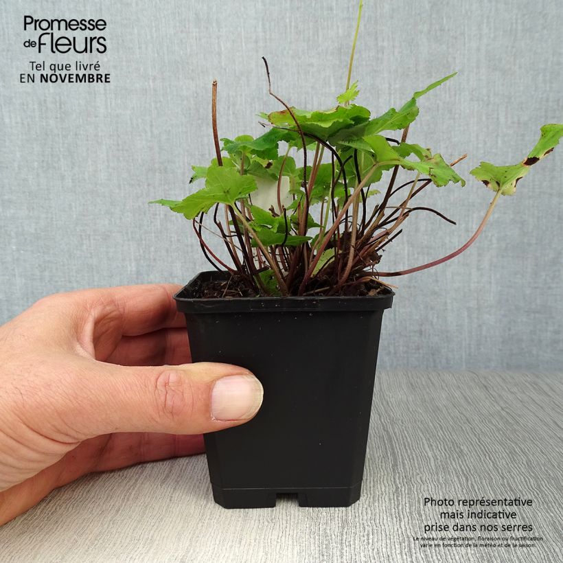 Esemplare di Tiarella wherryi Vasetto da 8/9 cm come consegnato in autunno