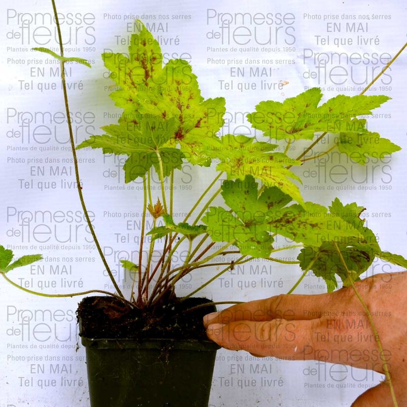 Esempio di esemplare Tiarella Ninja Vasetto da 8/9 cm come consegnato