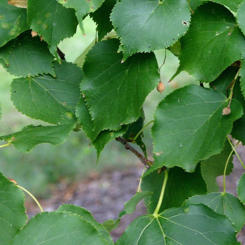 Tilia cordata Greenspire - Tiglio selvatico (Foliage)