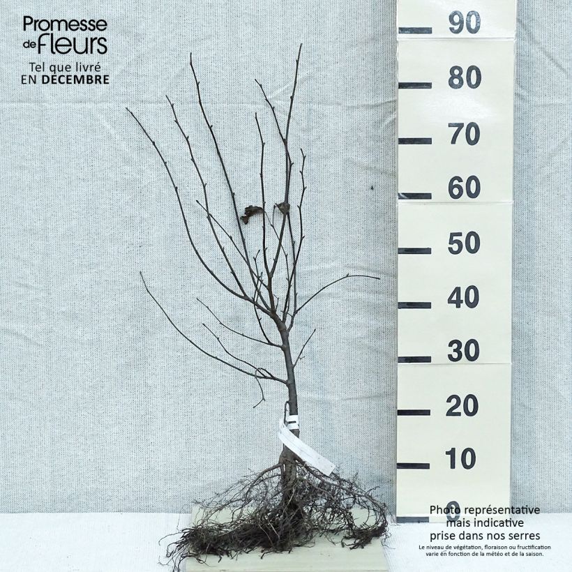 Tilia cordata - Tiglio selvatico Piante piccole a radice nuda esemplare consegnato in inverno