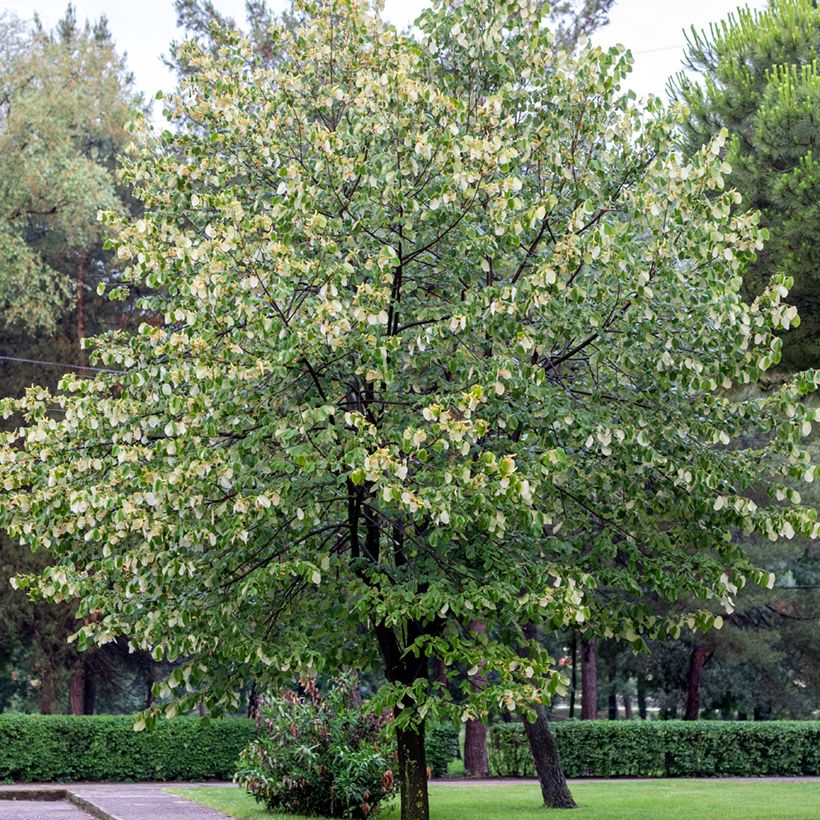Tilia tomentosa - Tiglio argentato (Porto)