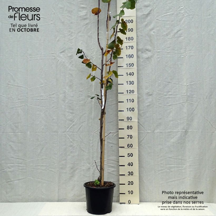 Esemplare di Tilia platyphyllos Rubra - Tiglio nostrano Vaso da 12L/15L, Astone alto come consegnato in autunno
