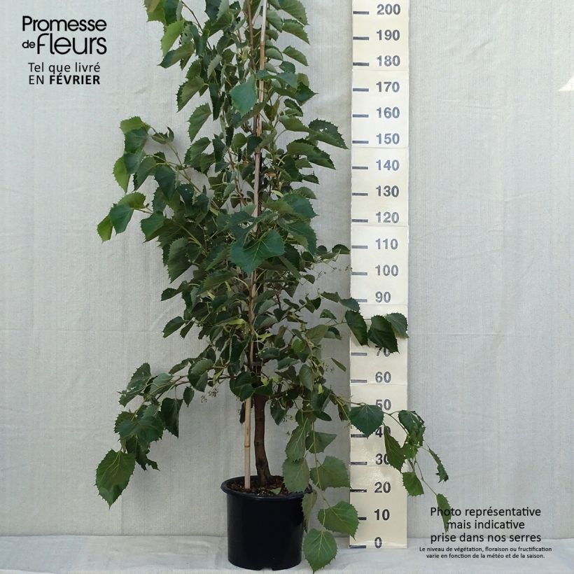 Esemplare di Tilia henryana - Tiglio Vaso da 7,5L/10L, Astone alto come consegnato in autunno