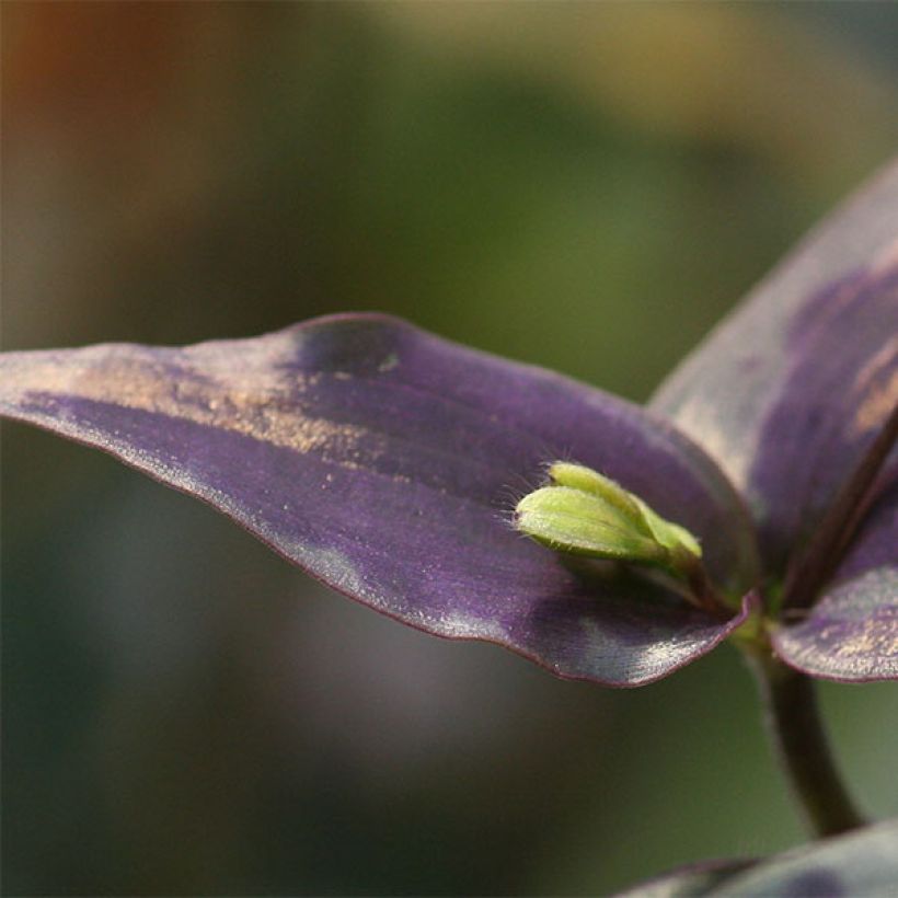 Tinantia pringlei (Fogliame)