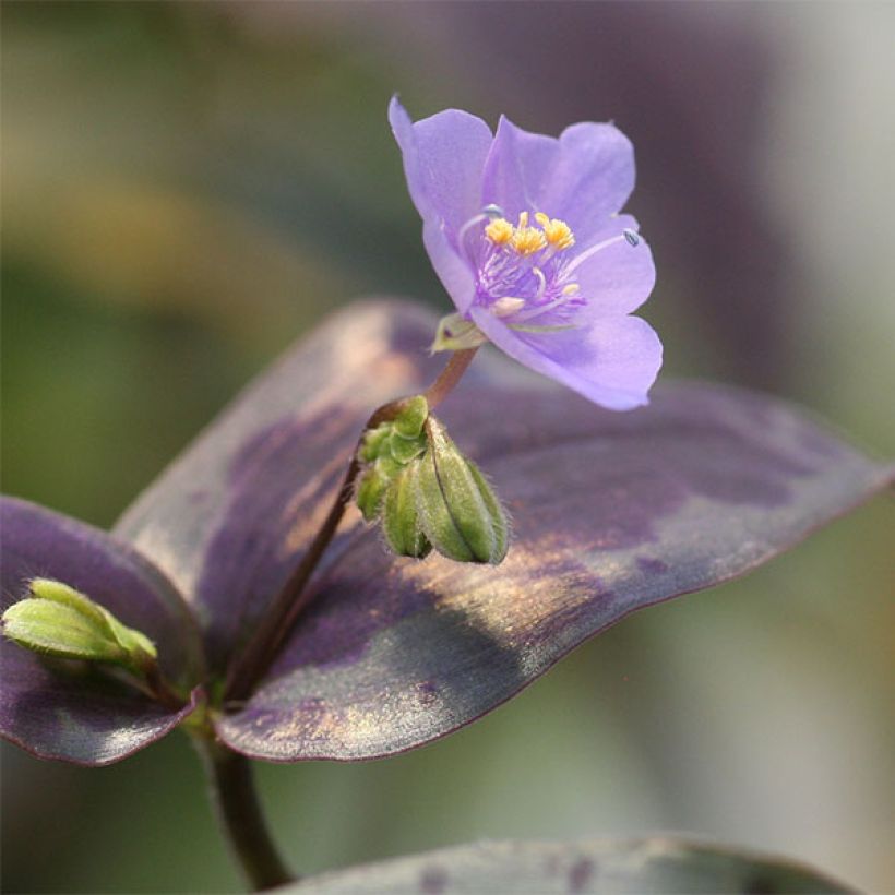 Tinantia pringlei (Fioritura)