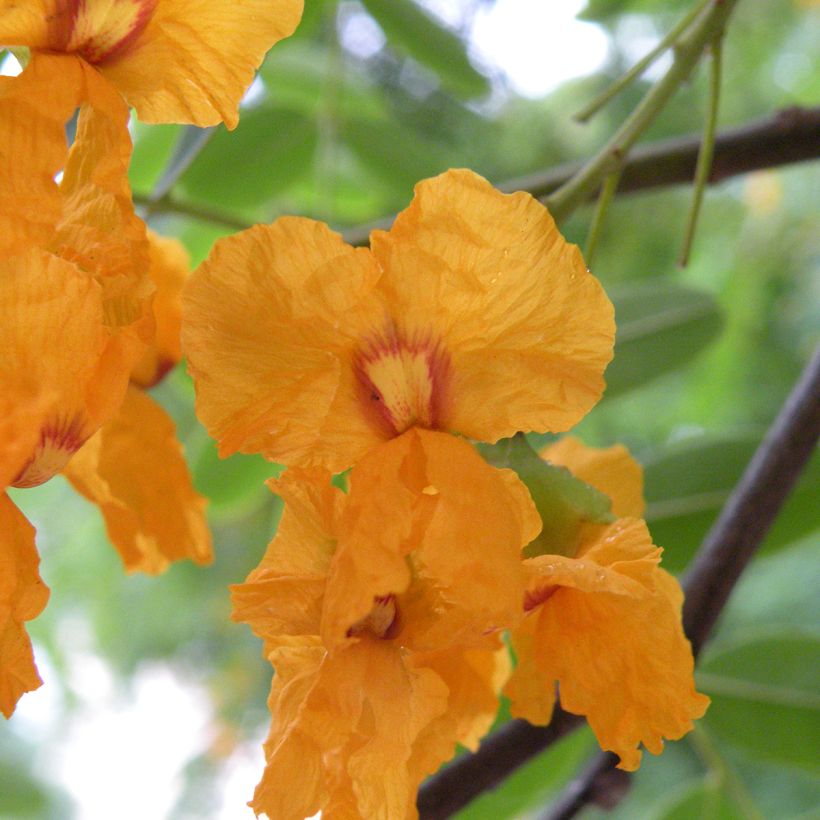 Tipuana tipu (Fioritura)