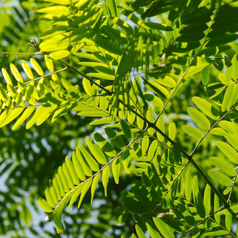 Tipuana tipu (Fogliame)