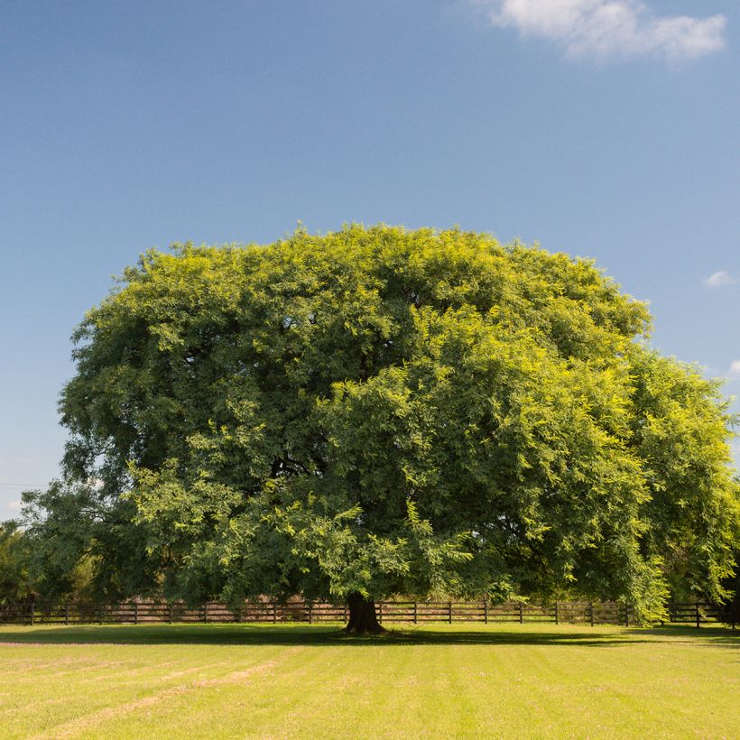 Tipuana tipu (Porto)