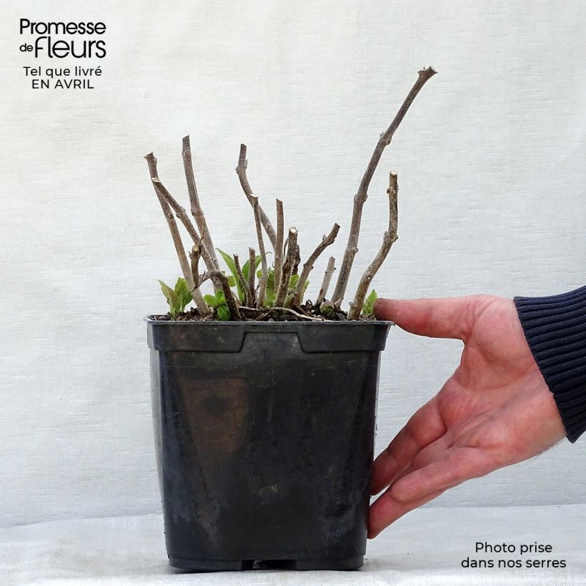 Titanotrichum oldhamii Vaso da 2L/3L esemplare consegnato in primavera