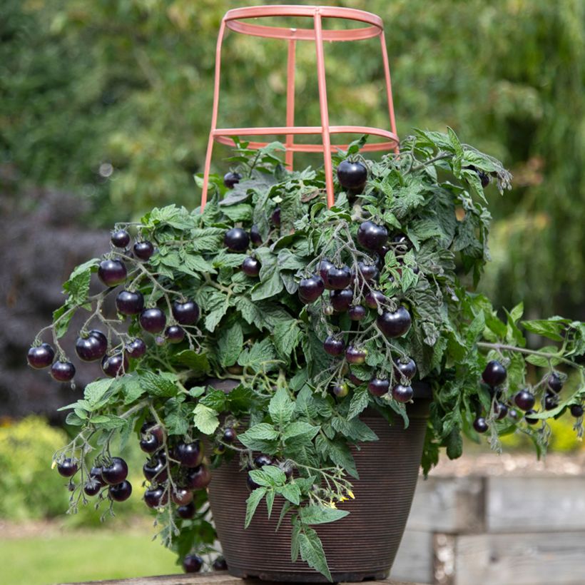 Pomodoro ciliegino Akoya F1(semi) (Plant habit)