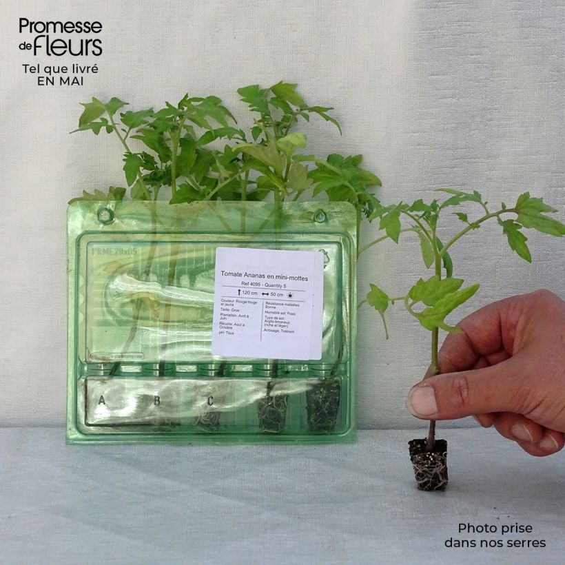 Pomodoro cuore di bue/Beefsteak Ananas (piante) mini zolla... esemplare consegnato in primavera