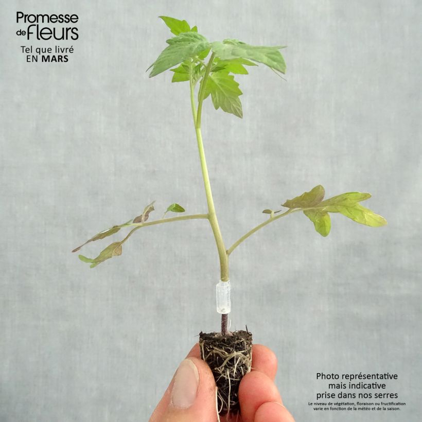 Example of Pomodoro ciliegino/datterino Apero F1 Bio (piante innestate) Mini zolla Ø 1,5/2,5 cm as you get in printemps