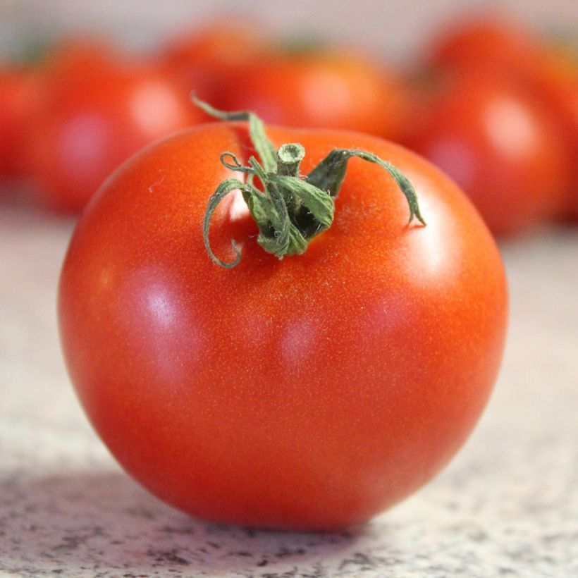 Pomodoro cuore di bue/Beefsteak Bali F1 (Raccolta)