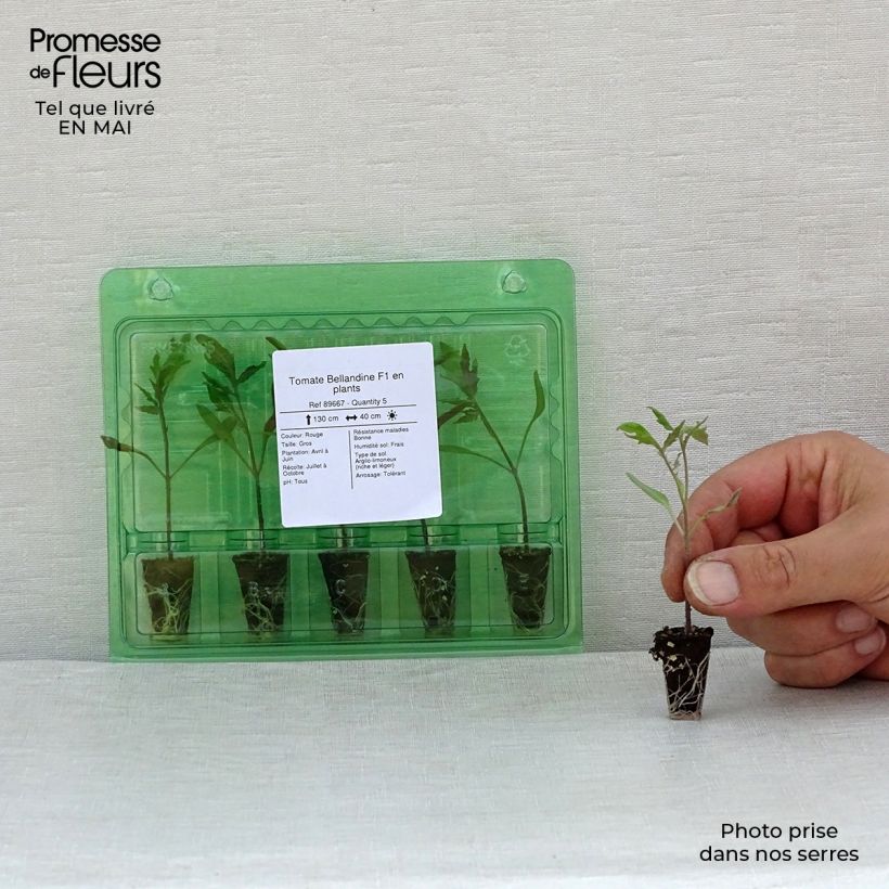 Pomodoro a forma allungata Bellandine F1 Mini zolla Ø 1,5/2,5 cm esemplare consegnato in primavera