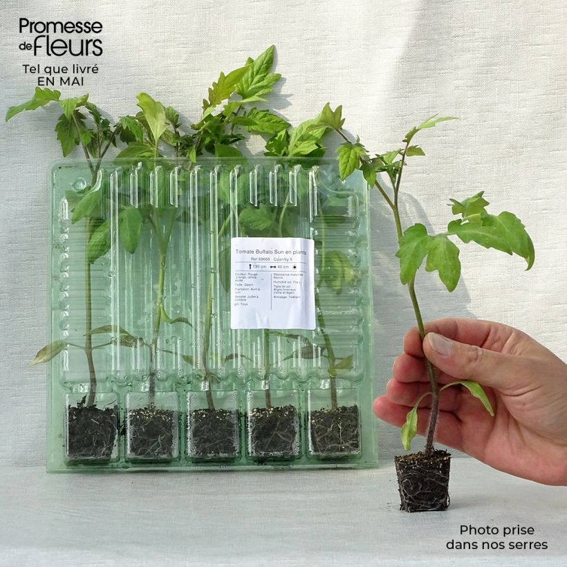 Example of Pomodoro cuore di bue/Beefsteak Buffalo Sun mini zolla... as you get in printemps