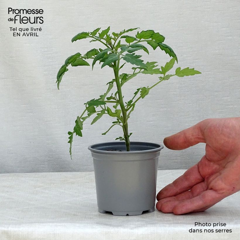 Example of Pomodoro ciliegino/datterino Cherry Orange Vasetto da 8/9 cm as you get in printemps