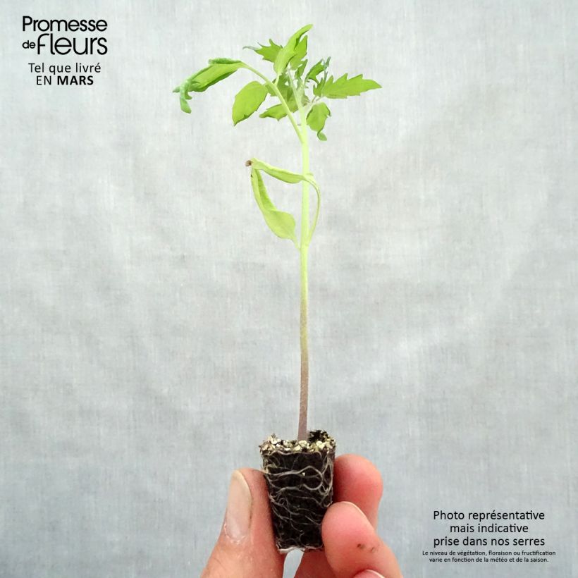 Pomodoro ciliegino/datterino Cherry Yellow mini zolla... esemplare consegnato in primavera