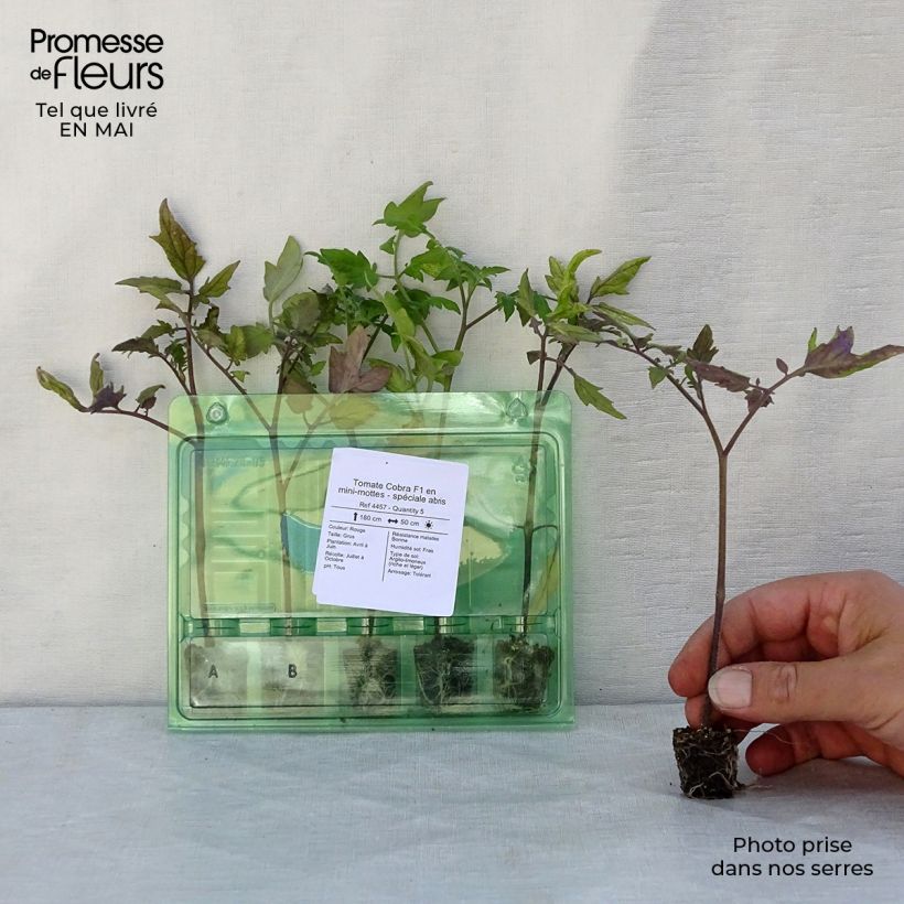 Example of Pomodoro ciliegino/datterino Cobra F1 (piante) mini zolla... as you get in printemps