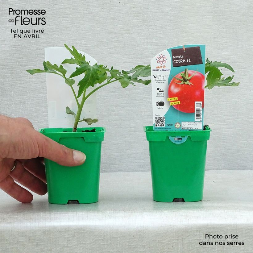 Example of Pomodoro ciliegino/datterino Cobra F1 (piante) Vaso da Ø 10 cm/11 cm as you get in printemps