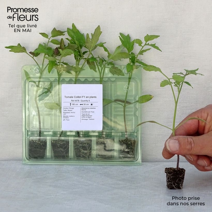 Example of Pomodoro cuore di bue/Beefsteak Colibri F1 (piante) mini zolla... as you get in printemps