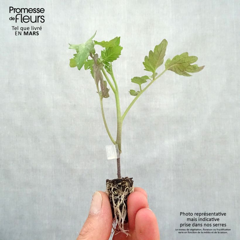 Pomodoro ciliegino/datterino Cookie F1 Mini zolla Ø 1,5/2,5 cm esemplare consegnato in primavera