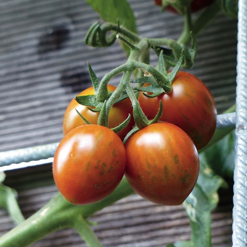 Pomodoro ciliegino/datterino Cookie F1 (piante innestate) (Harvest)