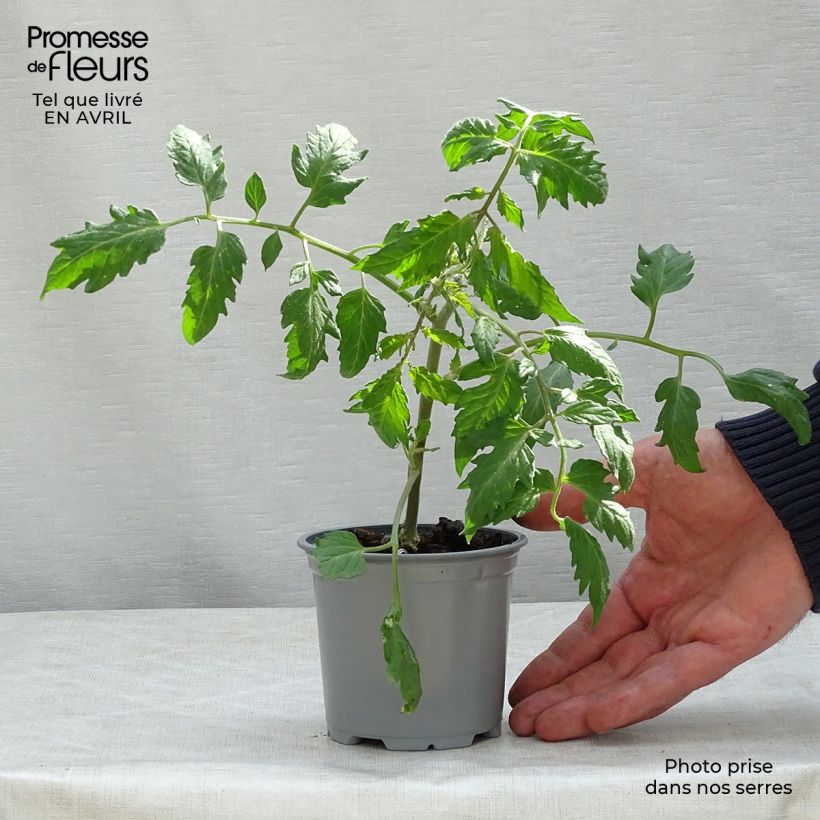 Pomodoro lungo Cornabel F1 (piante) Vaso da Ø 10 cm/11 cm esemplare consegnato in primavera