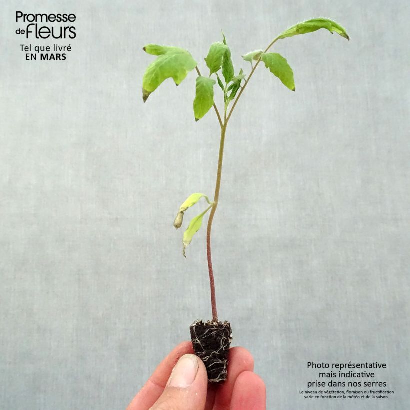 Example of Pomodoro lungo Corno delle Ande (piante) mini zolla... as you get in printemps